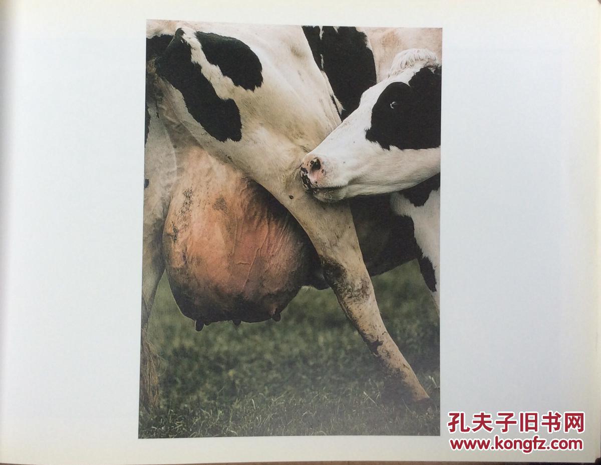 牛vaches (French) Paperback