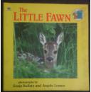 THE LITTE FAWN