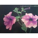 花 明信片 两枚