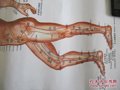 人体经络穴位挂体（3张一套）