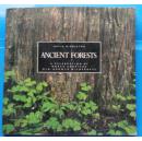 ANCIENT FORESTS