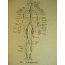解剖生理學——1951年版