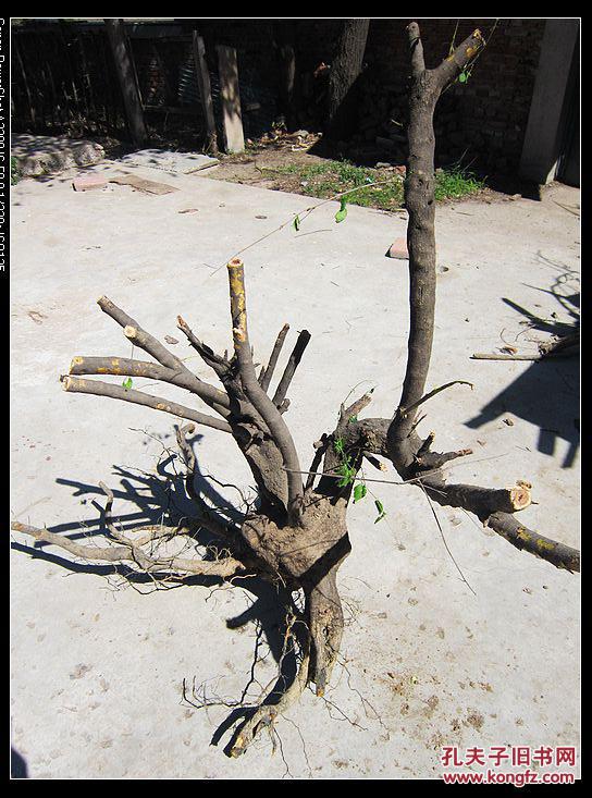 超大级麻梨树根 纯天然工艺 鬼斧神雕 130厘米高腰围70厘米龙须80厘米