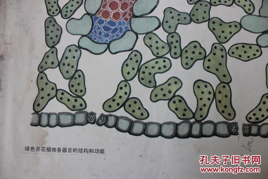 初中植物学教学综合图3（1）绿色开花植物各器官的结构和功能