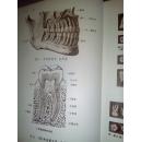 人体解剖图谱【普及本】【沈阳医学  编绘】