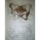 人体解剖图谱【普及本】【沈阳医学  编绘】