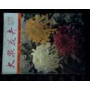 *1982年出版**创刊号<<大众花卉>>*****