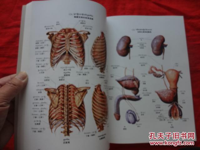 藏医人体解剖彩色图谱(藏汉对照)[16开硬精装1版1印]