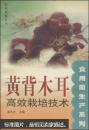 黃背木耳高效栽培技術(shù)