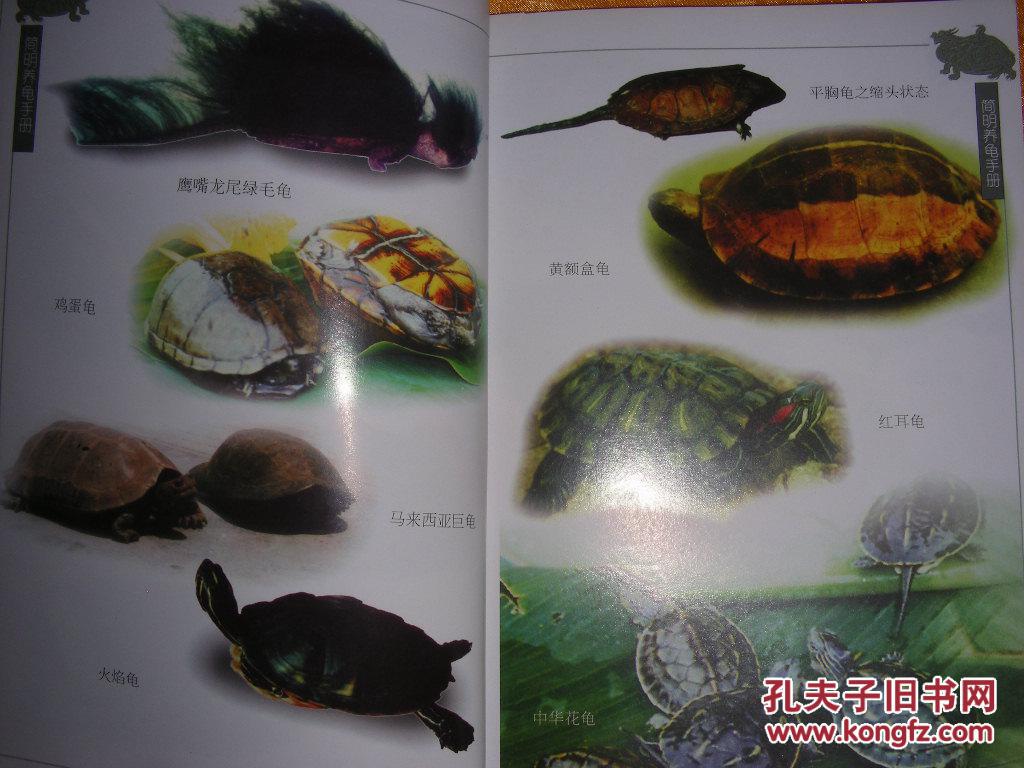 简明养龟手册