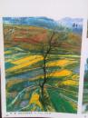 彩铜版美术插页申伟光油画《93作品》付强油画《皖南印象》《春风又绿》