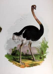 非常珍稀罕见【 自然历史：图鉴动物】32幅全页彩色木雕版画，皮面16开