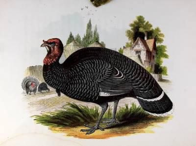 非常珍稀罕见【 自然历史：图鉴动物】32幅全页彩色木雕版画，皮面16开