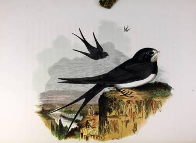 非常珍稀罕见【 自然历史：图鉴动物】32幅全页彩色木雕版画，皮面16开