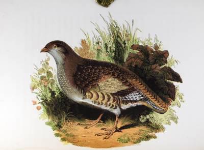 非常珍稀罕见【 自然历史：图鉴动物】32幅全页彩色木雕版画，皮面16开