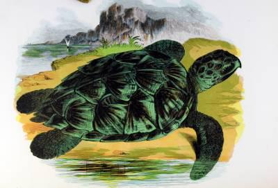 非常珍稀罕见【 自然历史：图鉴动物】32幅全页彩色木雕版画，皮面16开