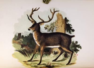 非常珍稀罕见【 自然历史：图鉴动物】32幅全页彩色木雕版画，皮面16开