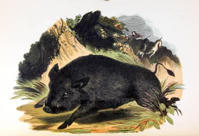 非常珍稀罕见【 自然历史：图鉴动物】32幅全页彩色木雕版画，皮面16开