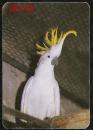 1987年 年历卡 【黄冠白鹦鹉】 寄信请写邮政编码，日历卡、 贺年片