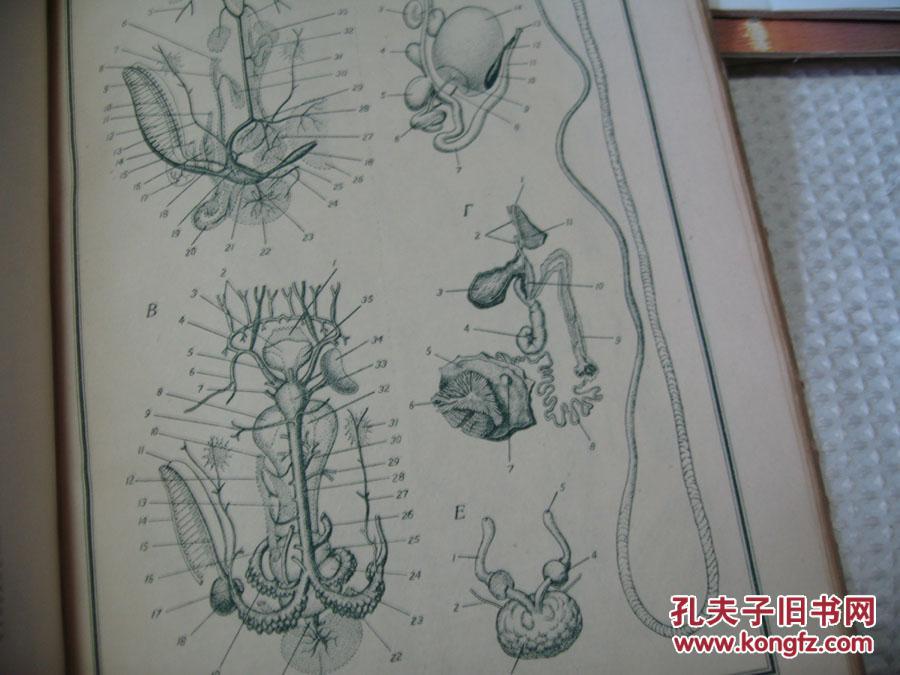 俄文原版  见图 8开  水生物图文版