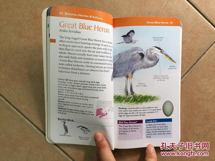 Compact Guide to Atlantic Canada Birds 加拿大鸟类图鉴