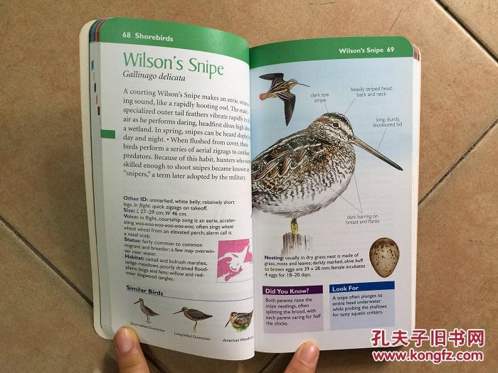 Compact Guide to Atlantic Canada Birds 加拿大鸟类图鉴