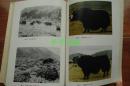 四川省甘孜藏族自治州畜种资源（16开 内附多图）