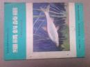 细鳞斜颌鲴