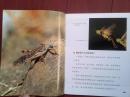 植物灾星蝗虫，1999一版一印，介绍各种蝗虫，精美摄影画册，全彩铜版，印数3千册。品好