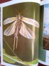 植物灾星蝗虫，1999一版一印，介绍各种蝗虫，精美摄影画册，全彩铜版，印数3千册。品好