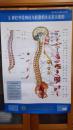 脊柱相关问题系列挂图1套8张