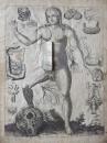 解剖图（英）　解体新书より早い日本最初的解剖书の原本 42×31cm 11页　铜版图４枚 其他图60枚