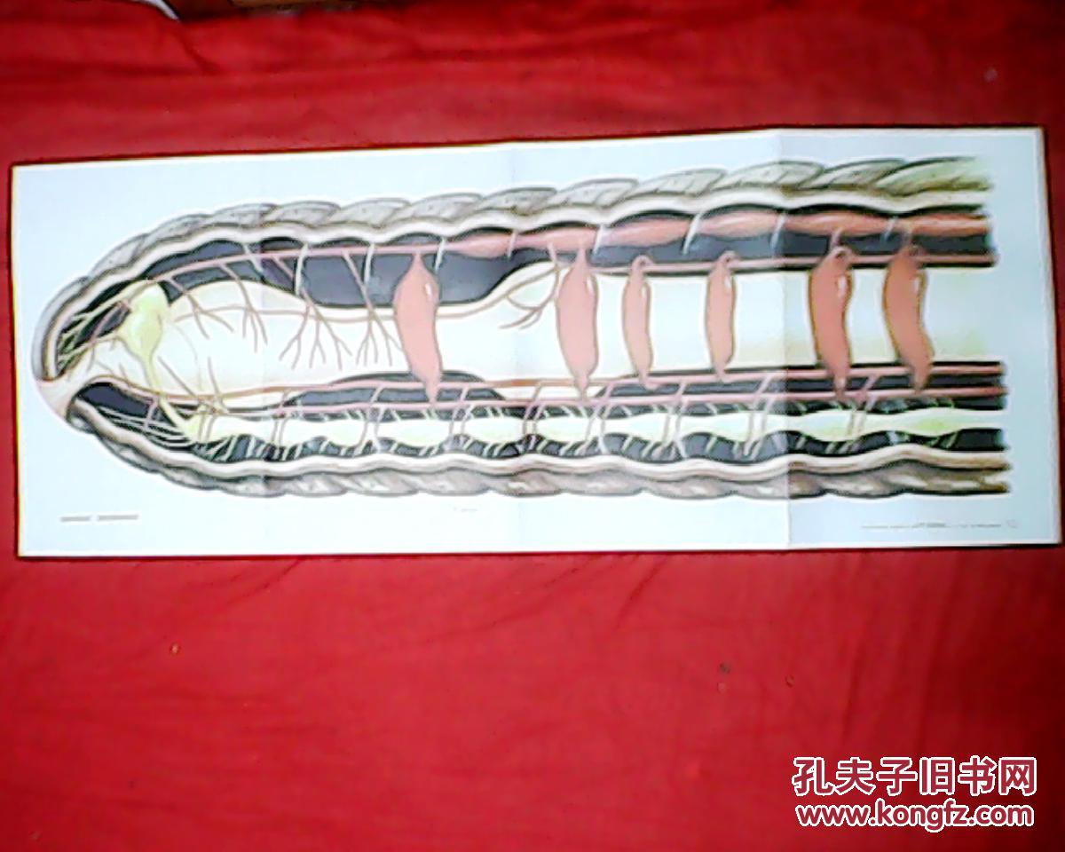 老画家袁捷绘的初中生物教学挂图：蚯蚓的消化系统、循环系统和神经系统（此为横幅挂图，1067厘米，高38厘米；本图画的是第1至第13节）