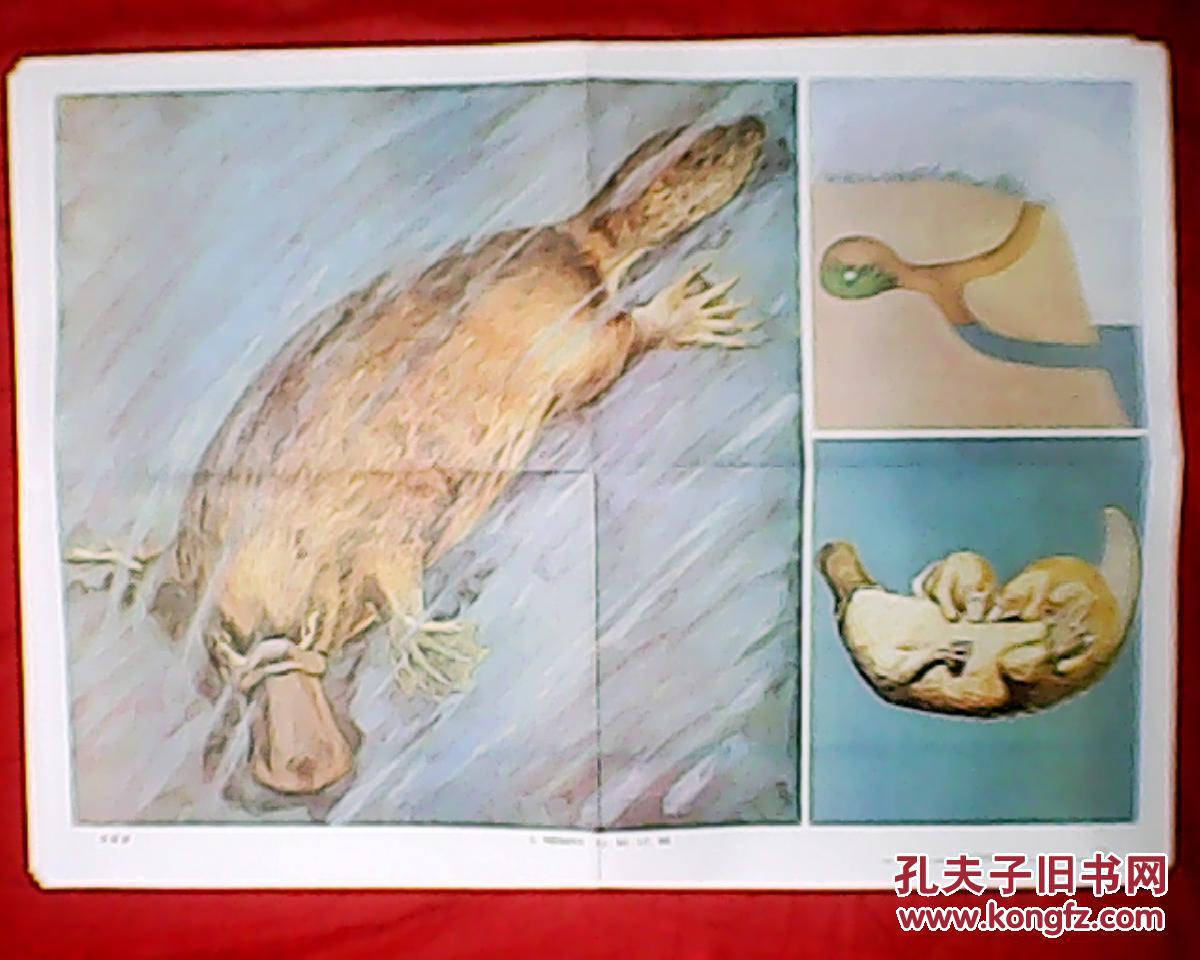 老畫家王志偉繪的初中生物教學(xué)掛圖：鴨嘴獸（此為對開掛圖，寬77厘米，高53厘米；本圖含有3幅小圖，左為《鴨嘴獸的外形，右上為巢穴，右下為哺乳）