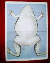 老画家林楚先绘的初中生物教学挂图：青蛙的实验解剖 1（此为对开挂图，宽53厘米，高77厘米；此图展示了青蛙的外形及解剖部位）