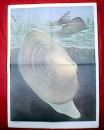 老画家林楚先绘的初中生物教学挂图：河蚌的生态（此为对开挂图，宽53厘米，高77厘米）