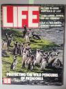 life magazine  美国生活画报 1984年第4期  黛安娜王妃