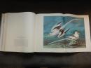 《奥杜邦的美国鸟类》几百幅原始水彩绘画，大量折叠页，精装16开
