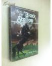 son of black stallion