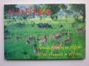非洲野生动物明信片