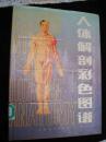 1996年出版的--16开精装本---全是彩图--【【人体解剖彩色图谱】】--少见