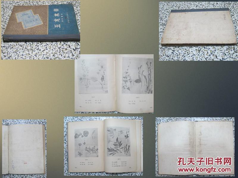 玉龙本草 标本图影 1959年云南人民出版社1版1次【仅印875册】稀缺绝版书