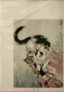 猫【1张，背后有陈军毛笔字1969年赠送友，金泉】