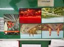 南京长江大桥 ---画片《共10张有封套 参观南京长江大桥纪念》