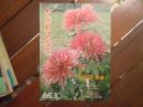 期刊杂志：中国花卉盆景1985年第10期：菊花特辑