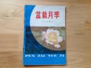 盆栽月季