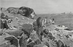 1886年木口木刻版画《营地的窥视》41×28厘米