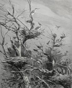 1886年木口木刻版画《苍鹭乐园》41×28厘米