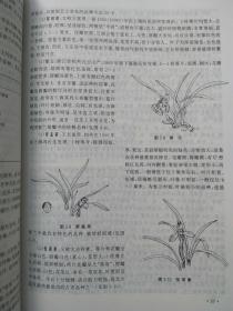 中国兰花与洋兰--卢思聪编著。金盾出版社。1994年。1版1印