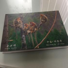 中国神农架金丝猴图片